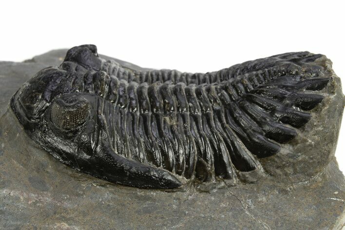 Detailed Hollardops Trilobite Fossil - Ofaten, Morocco #310572